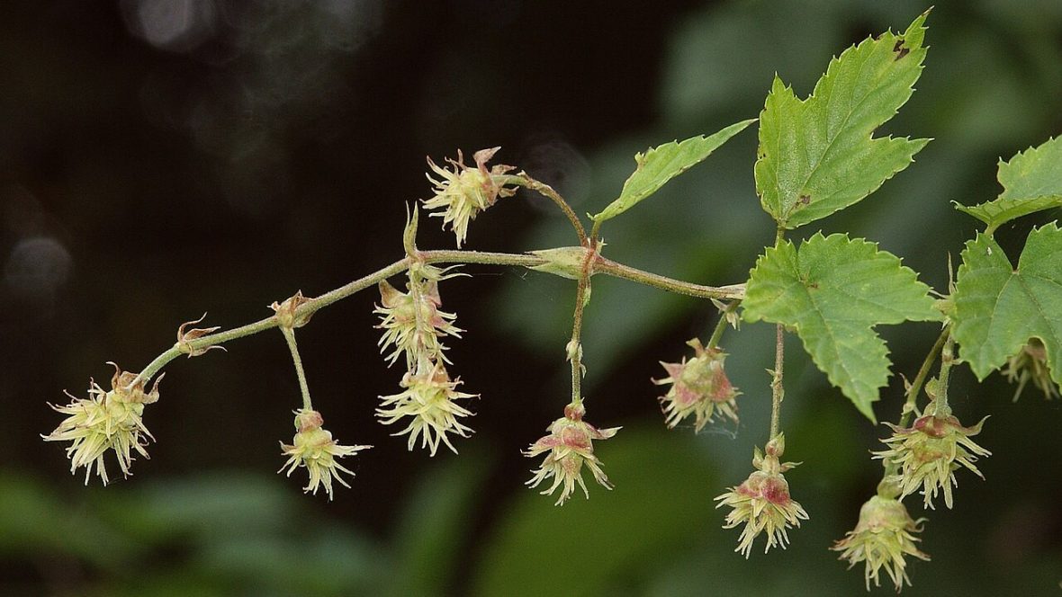 Echter Hopfen (weiblich)
