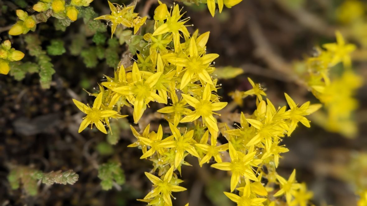 Scharfer Mauerpfeffer